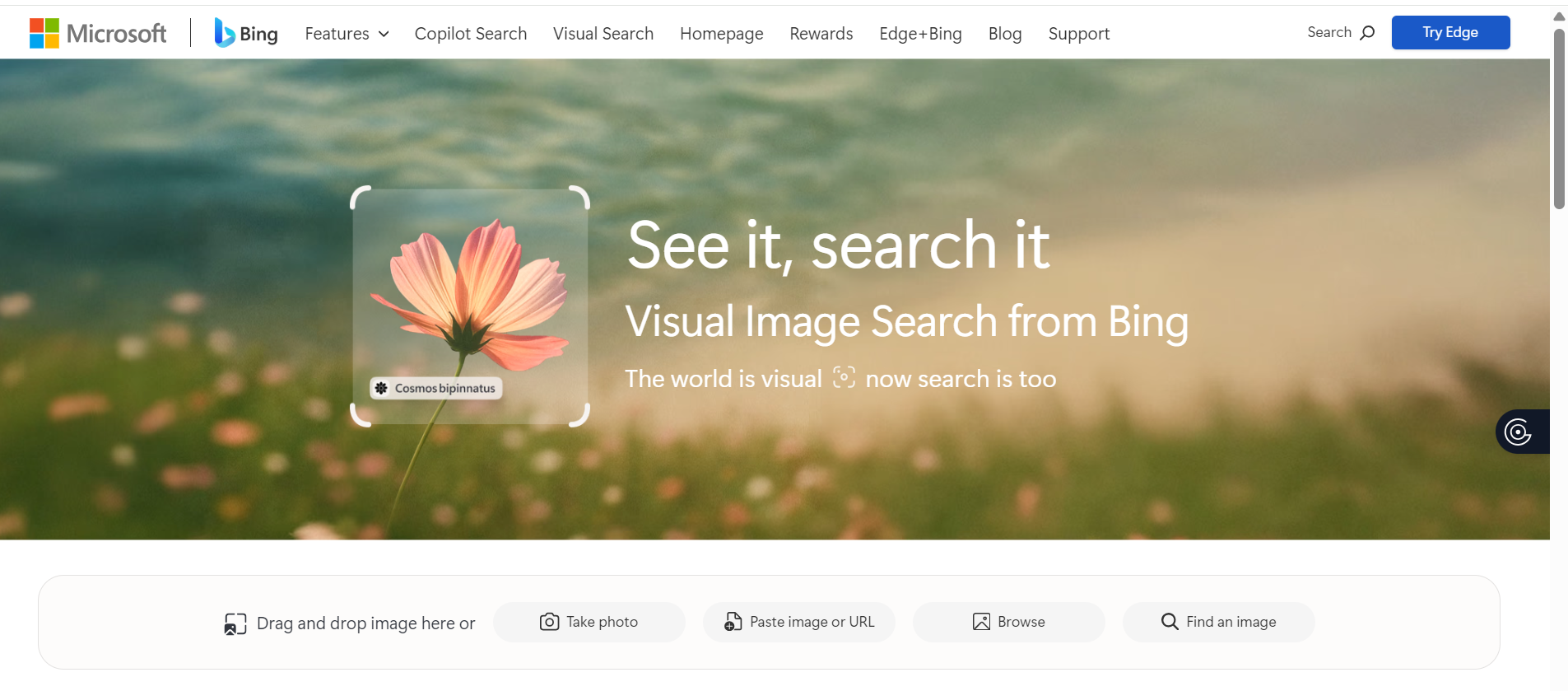 Bing Visual Search Tool